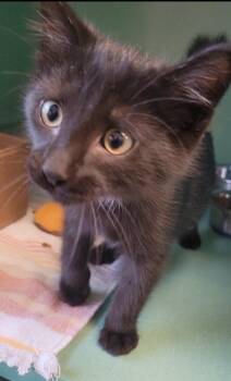 Domestic Short Hair Cats Available for Adoption in Sandusky, Ohio - INKY | PetCurious