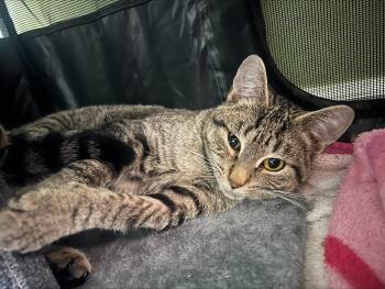 Wembley -  Domestic Short Hair Cat for Adoption in Lemoyne, Pennsylvania - Wembley | PetCurious