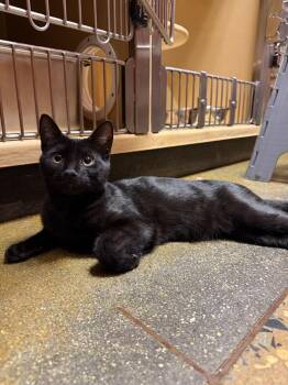 Peppie -  Domestic Short Hair Cat for Adoption in Carrollton, Virginia - Peppie | PetCurious