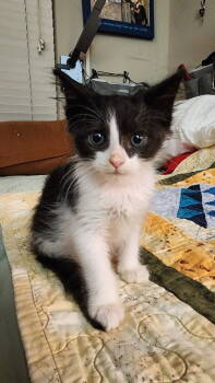 Rescue Domestic Short Hair Cats for Adoption in Rockville, Maryland - Inkie | PetCurious