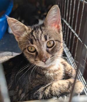 Wendy -  Tabby Cat for Adoption in Farmland, Indiana - Wendy | PetCurious