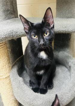 Ronnie -  Domestic Short Hair Cat for Adoption in Schaumburg, Illinois - Ronnie | PetCurious