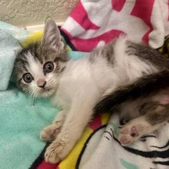 Axle -  Tabby Cat for Adoption in Trophy Club, Texas - Axle | PetCurious