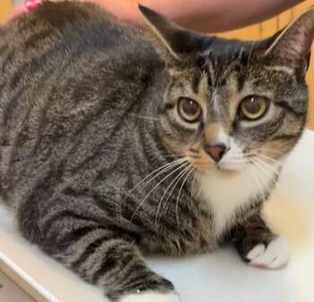 BUDDY -  Domestic Short Hair Cat for Adoption in Elizabethton, Tennessee - BUDDY | PetCurious