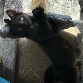 Skippy Squirrel -  Domestic Short Hair Cat for Adoption in Evansville, Indiana - Skippy Squirrel | PetCurious