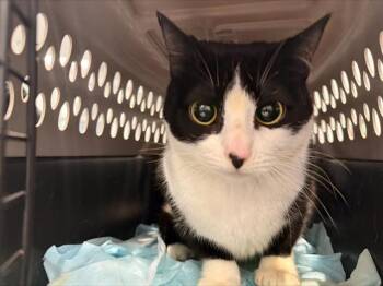 Domestic Short Hair Cats Available for Adoption - PIPPIE | PetCurious