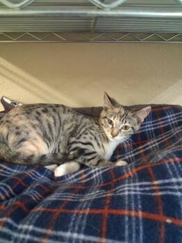 Crystal -  Domestic Short Hair Cat for Adoption in Hot Springs, South Dakota - Crystal | PetCurious