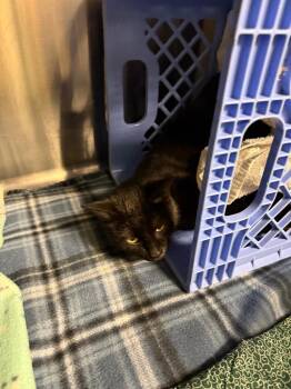 Domestic Short Hair Cats Available for Adoption in Columbia, Tennessee - Veronica | PetCurious