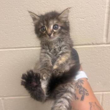 Fajita -  Domestic Short Hair Cat for Adoption in Winston-salem, North Carolina - Fajita | PetCurious