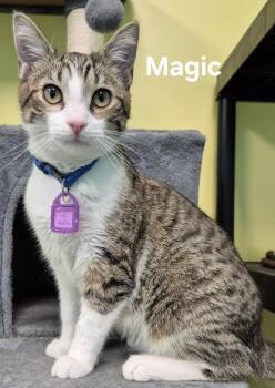 Domestic Short Hair Cats Available for Adoption - Magic | PetCurious