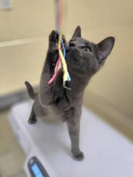 Tina -  Domestic Short Hair Cat for Adoption in Westland, Michigan - Tina | PetCurious