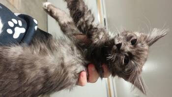Domestic Medium Hair Cats Available for Adoption in Wasilla, Alaska - Halidol | PetCurious