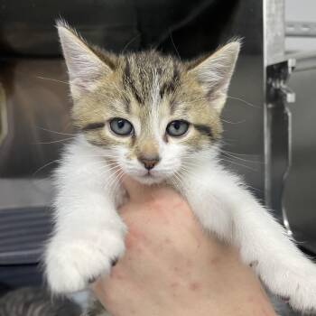Matilda -  Domestic Short Hair Cat for Adoption in Corbin, Kentucky - Matilda | PetCurious