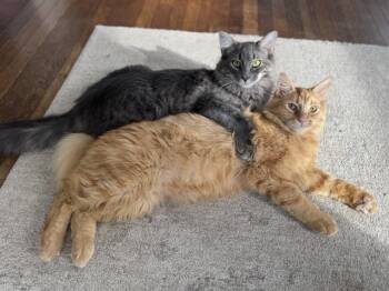Darrow & Blue -  Domestic Long Hair Cat for Adoption in Greenwich Township, New Jersey - Darrow & Blue | PetCurious