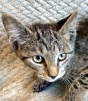 Aurie -  Domestic Short Hair Cat for Adoption in Morristown, New Jersey - Aurie | PetCurious
