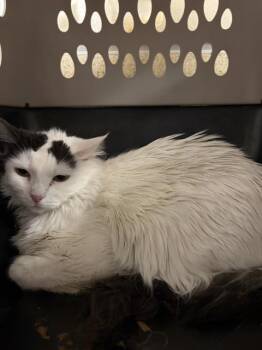 LOLITA -  Domestic Short Hair Cat for Adoption in Riverside, California - LOLITA | PetCurious