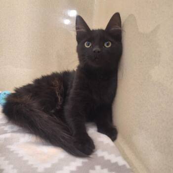 Domestic Medium Hair Cats Available for Adoption - Paulee | PetCurious