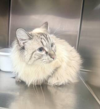 Opal -  Himalayan Cat for Adoption in Petersburg, Virginia - Opal | PetCurious