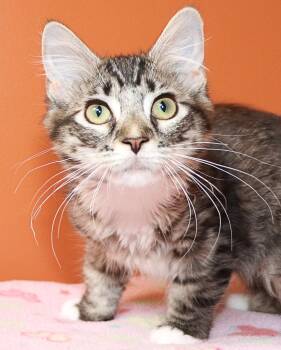 Fondant -  Domestic Long Hair Cat for Adoption in Cincinnati, Ohio - Fondant | PetCurious