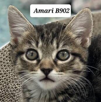 Domestic Medium Hair Cats Available for Adoption in Morganton, North Carolina - Amari | PetCurious