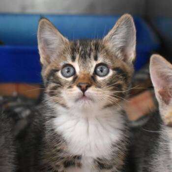 Rescue Domestic Short Hair Cats for Adoption in Flagstaff, Arizona - Cobweb | PetCurious