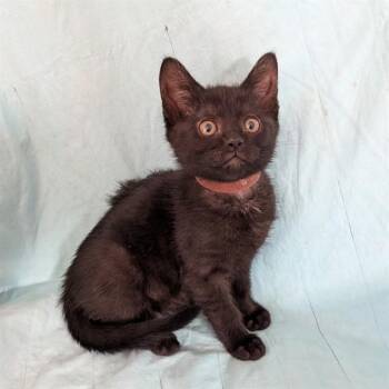 WILMA -  Domestic Medium Hair Cat Available for Adoption in Auburn, California - WILMA | PetCurious