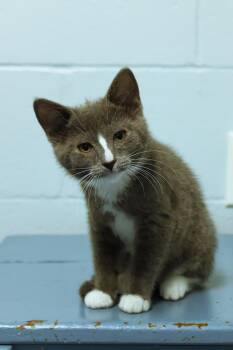 Loretta -  American Shorthair Cat for Adoption in Urbana, Ohio - Loretta | PetCurious