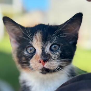 Tory -  Domestic Short Hair Cat for Adoption in Richmond, Virginia - Tory | PetCurious