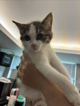 Rory -  Domestic Short Hair Cat for Adoption in Caro, Michigan - Rory | PetCurious