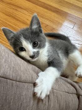 Domestic Short Hair Cats Available for Adoption in Naugatuck, Connecticut - Pazazz | PetCurious