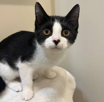 Penelope -  Domestic Short Hair Cat for Adoption in Sanford, North Carolina - Penelope | PetCurious