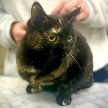 Domestic Short Hair Cats Available for Adoption in Columbia, Maryland - Maddy- #51160 | PetCurious