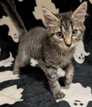 Chamrosh -  Domestic Short Hair Cat for Adoption in Millcreek, Utah - Chamrosh | PetCurious