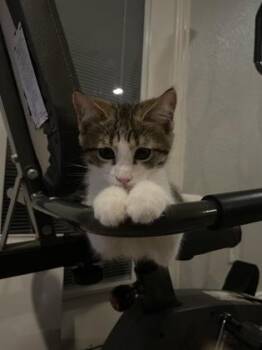 Biscotti -  Domestic Short Hair Cat for Adoption in Fort Worth, Texas - Biscotti | PetCurious