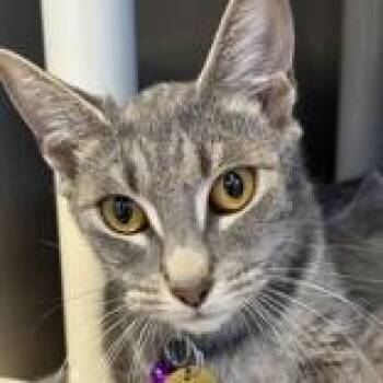 Sparkles -  Domestic Short Hair Cat for Adoption in Lansing, Michigan - Sparkles | PetCurious
