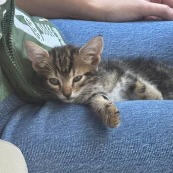 Catallac -  Domestic Short Hair Cat for Adoption in San Antonio, Texas - Catallac | PetCurious