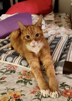 Rescue Domestic Short Hair and Tabby Cats for Adoption in Hasbrouck Heights, New Jersey - Pumpkin Jam | PetCurious