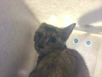 SASHA - BARN -  Domestic Short Hair Cat Available for Adoption in Tallahassee, Florida - SASHA - BARN | PetCurious