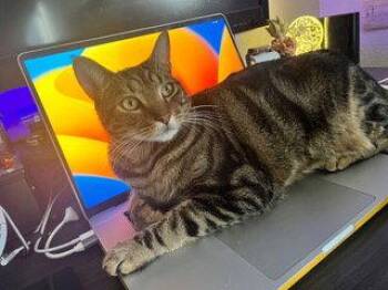 London -  American Shorthair Cat for Adoption in San Jose, California - London | PetCurious