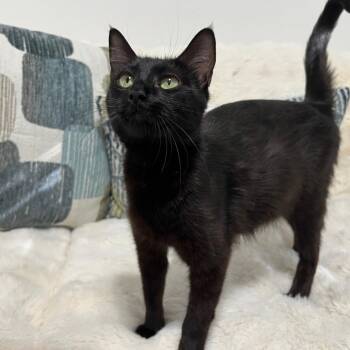 Domestic Short Hair Cats Available for Adoption in Houston, Texas - Nyx | PetCurious