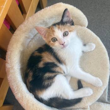 Daisy -  Domestic Short Hair Cat for Adoption in Brockton, Massachusetts - Daisy | PetCurious