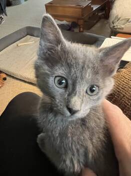 Smokey -  Domestic Medium Hair Cat for Adoption in Fort Worth, Texas - Smokey | PetCurious