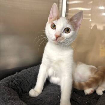 Rescue Domestic Short Hair Cats for Adoption in Carencro, Louisiana - Botched | PetCurious