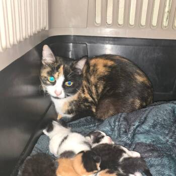 Domestic Short Hair Cats Available for Adoption in Jasper, Indiana - Della | PetCurious