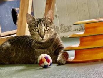 American Shorthair Cats Available for Adoption in Homestead, Florida - Little Dear | PetCurious