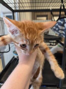 Domestic Short Hair Cats Available for Adoption in Bossier City, Louisiana - Felix | PetCurious