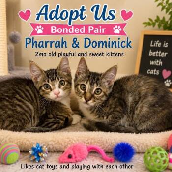 Pharrah & Dominick (bonded pair) -  Domestic Short Hair Cat for Adoption in Antioch, California - Pharrah & Dominick (bonded Pair) | PetCurious