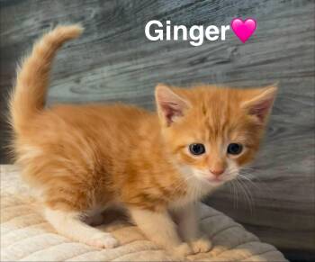 Ginger -  Domestic Short Hair Cat for Adoption in Beckley, West Virginia - Ginger | PetCurious