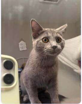 Hamilton -  Domestic Short Hair Cat for Adoption in Grand Rapids, Michigan - Hamilton | PetCurious