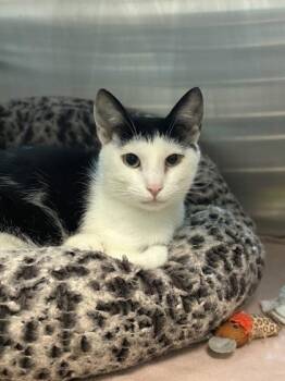 Duke -  Domestic Short Hair Cat for Adoption in Fresno, California - Duke | PetCurious